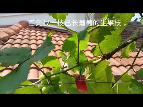 家种葡葡 10 ：葡萄高压带果苗 18/4/2018
最近有个亲人向我讨葡萄苗，我答应了送一棵带果葡萄苗，送礼好看又能尝新鲜葡萄，此举只为好玩，同时也分享如何有效复制葡萄苗。