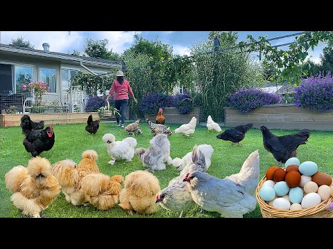 How to Raise Organic Chickens for Eggs. Gardening Tips + Harvest. Organic Farming