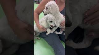 Video preview image #1 Poodle (Miniature)-Unknown Mix Puppy For Sale in phoenix, AZ, USA