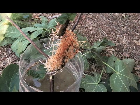 İncir dalı bir ayda nasıl köklendirilir