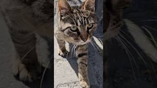 Cats Of Istanbul #istanbul #cats #catsofistanbul #türkiye