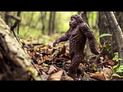 Sind das echte Aufnahmen von Bigfoot?!