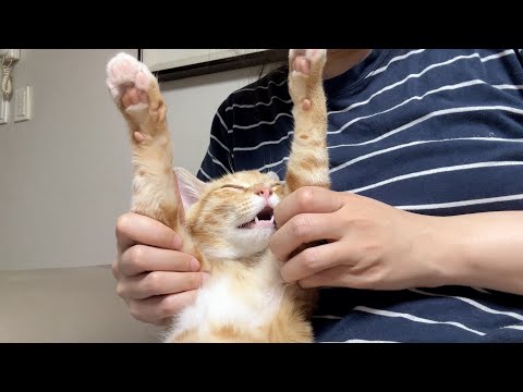 풀피리에게 평생가족이 생겼어요! 입양보내는 이유, 작별인사, 쿠키영상