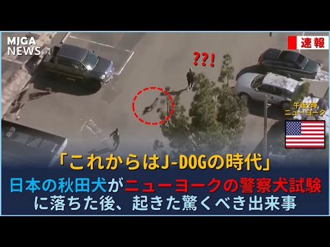 フィンランドのスピッツ – 頭脳を持つ愛らしい狩猟犬および家庭犬