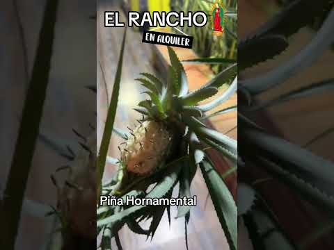 En alquiler finca de recreo eventos y Alojamiento en Doncello Caqueta …