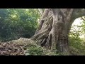 Serene Nature View In Malaiyur Village Part 1