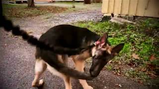 How to notice if your dog is RETARDED