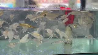 Mực Nhảy Tân Phú