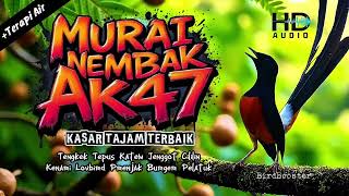 Download lagu KRETEKAN EMOSI MURAI BATU GACOR NEMBAK ISIAN KASAR TAJAM!! (MASTERAN TERAPI AIR) mp3 Download lagu KRETEKAN EMOSI MURAI BATU GACOR NEMBAK ISIAN KASAR TAJAM!! (MASTERAN TERAPI AIR) mp3