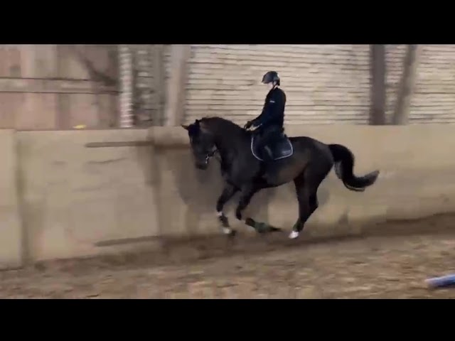 Riding and jumping movie at home Lady Madonna (Lambert x Rocket Star).