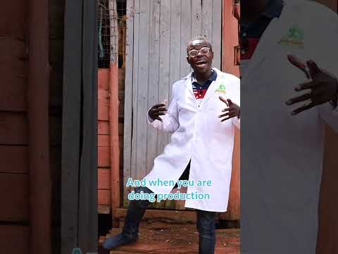 Broiler Chicken Farming broilerchicken poultryfarming chicken poultrymanagement