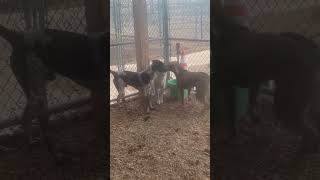 Video preview image #1 German Shorthaired Pointer Puppy For Sale in Pampa, TX, USA
