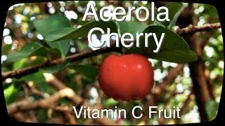 preview picture of video 'Acerola Cherry - Florida Sweet - or Babados Cherry Subtropical to Tropical'