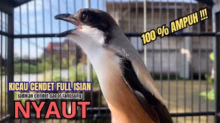 Download lagu burung cendet gacor MATERI PANJANG untuk PANCINGAN CENDET AGAR BUNYI bikin BURUNG PENTET GACOR AKTIF mp3