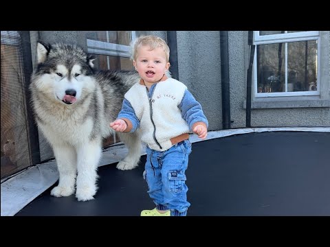 Adorable Baby Boy Plays With His Big Bad Wolf! (So Cute!!)