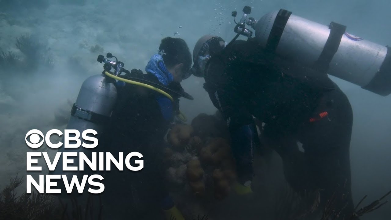 Veterans on a new mission to save damaged coral reef