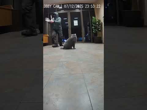 Something Strange Follows A Chartreux Cat in This Video