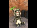 Harry Potter Cat