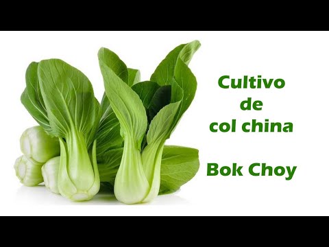Como cultivar BOK Choy (Col China)