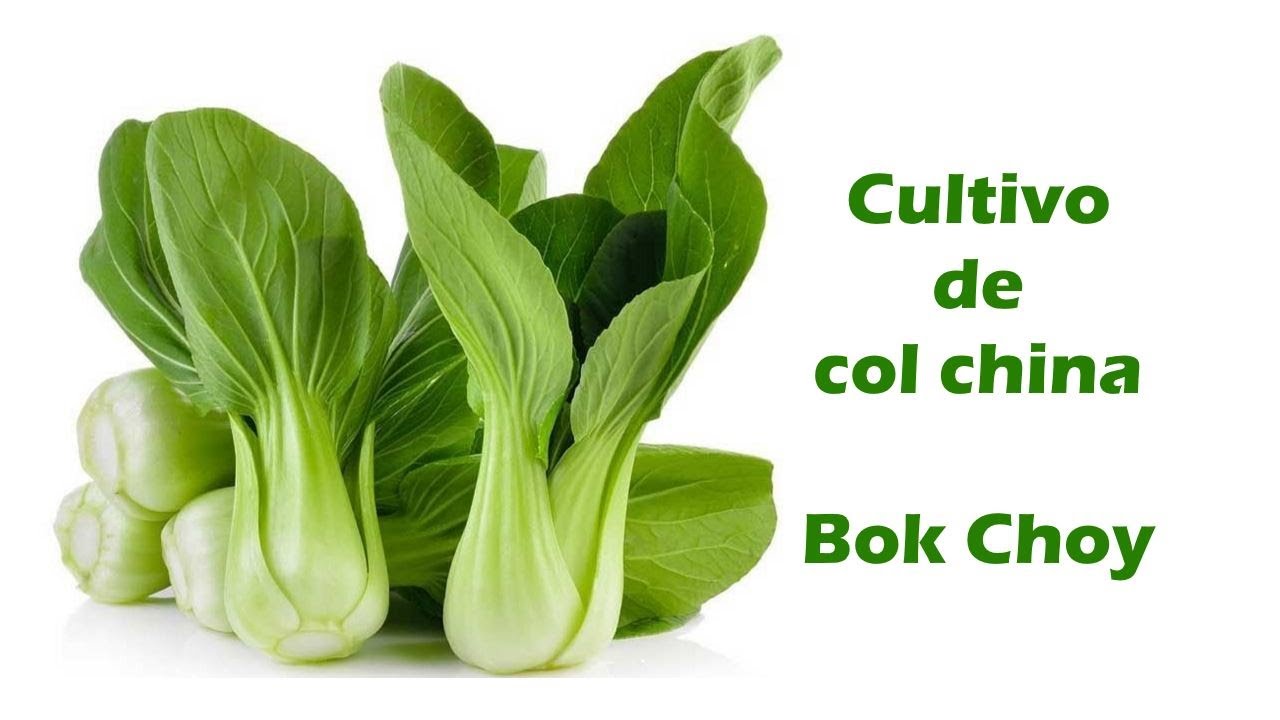 Como cultivar BOK CHOY (Col China) Plantas