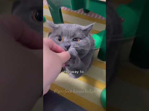 5 Tips to Win a Cat’s Heart – The Last Tip is Key! #CatTips #CatAffection