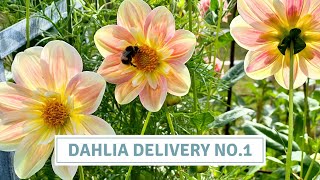 Large Dahlia Haul! How & Why I Pot Up My Tubers // Cottoverdi