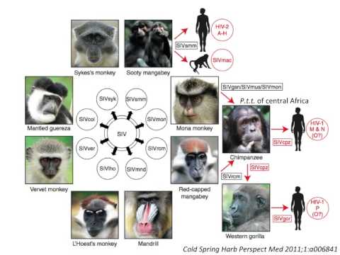 Virology 2013 Lecture #18 - HIV pathogenesis