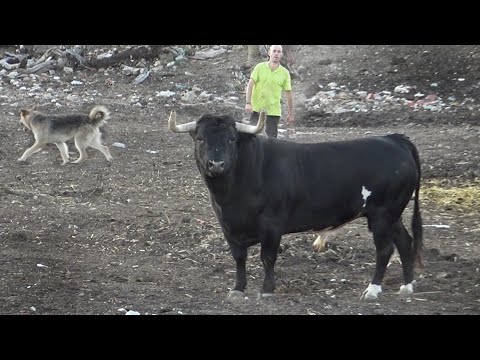 El Toro Bravo de Ganadería Hnos.  Martín Alonso LOS CHULAS Su Historia y Procedencia