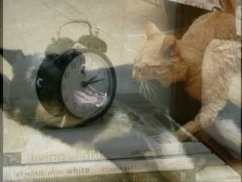 Svein Skurk Nilsen - Alt skal bli bedre. - Ålesund