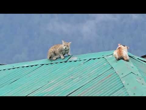 Beautiful Cats taking 🌞 Sun bath : Routh Muth Yaar Ousum : Voice By Sheikh Zafarullah DDC Marwah 