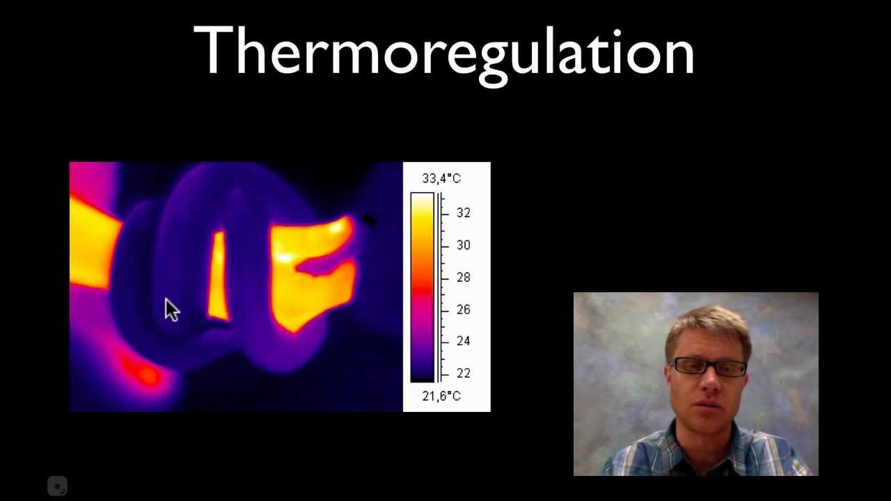Thermoregulation