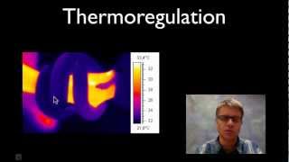 Thermoregulation