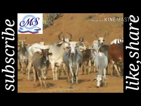 Rayko jove vaar||part-1 sundha mata ka supar hit song jo aapne kabhi bhi nahi dekha  hoga