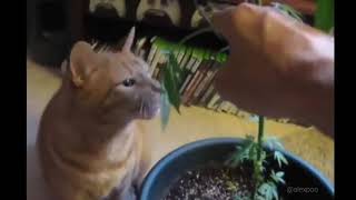 Download lagu Kucing Mabok Ganja😂 mp3 Download lagu Kucing Mabok Ganja😂 mp3