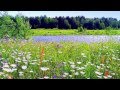 ЛЮДМИЛА СЕНЧИНА ПОЛЕВЫЕ ЦВЕТЫ 
