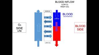 Dr Manny V-V ECMO Learn shop part 5 System components