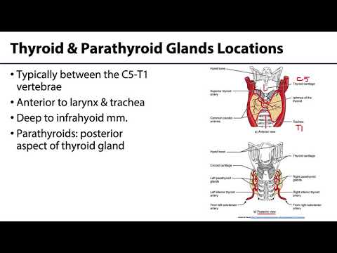 Anterior Neck and Thorax LO 9 - Thyroid & Parathyroid Glands