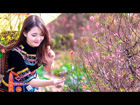 download lagu mp3 mp4 Yellow Vietnamese Flower, download lagu Yellow Vietnamese Flower gratis, unduh video klip Yellow Vietnamese Flower