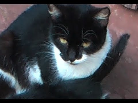 Die Katze - Kinderlied von Peter Unbehauen