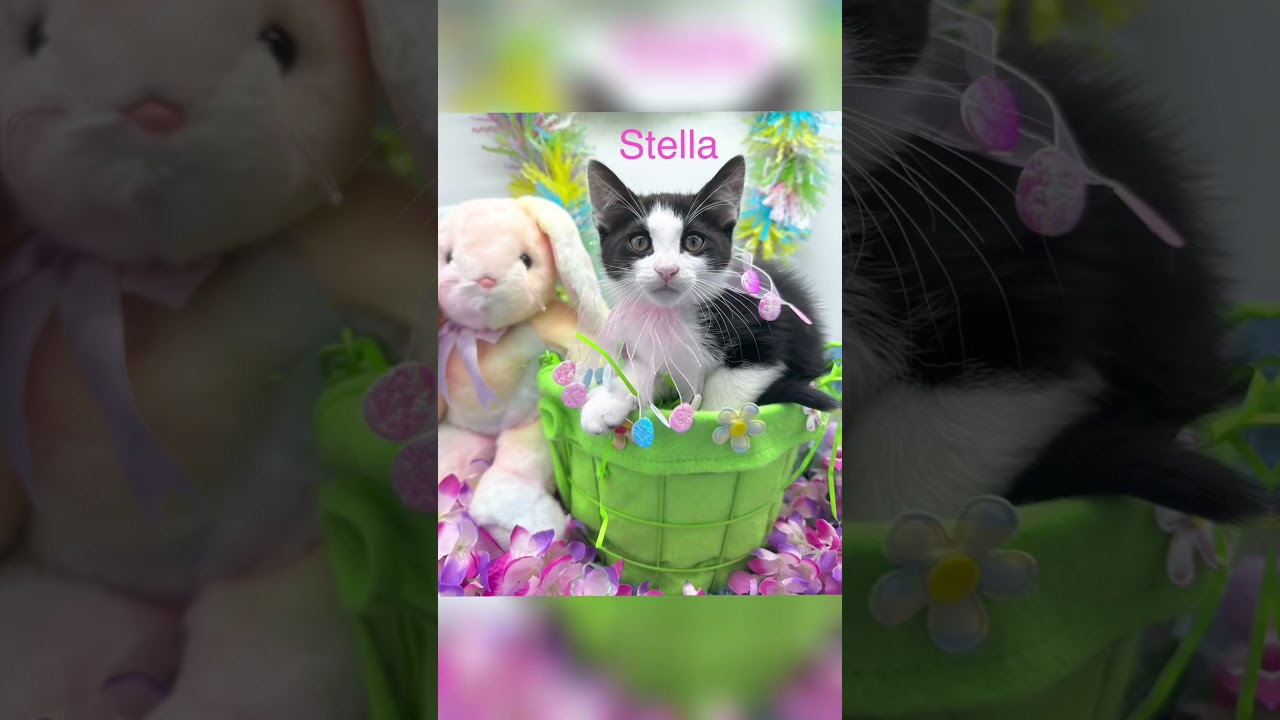 Enlarge Stella, a ADOPTABLE Domestic Short Hair in HUNTINGTON BEACH, CA video 2/6