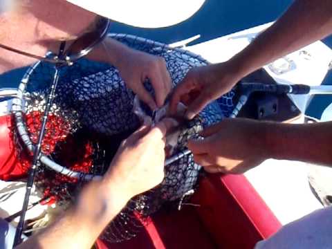 sfirida 5.0 kila me syrti vythou sti lefkada 2008 by vagarm's team laurent-babis-vagarm