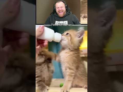 Петренто котята #петренто #petrento #реакция #прикол #приколы #мем #мемы #юмор #смех #memes #funny