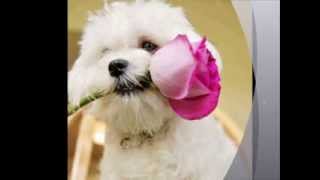 THE FANCY DOG SCAPES  Gary Chapman - Sweet Glow of Mercy