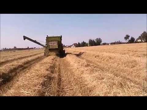 Żniwa z Claas Dominator 85