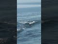 Bottlenose Dolphins Surf In The Wave Following The Ship