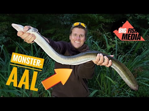 Wahnsinn!!! Monster-Aal aus dem kleinen Graben!