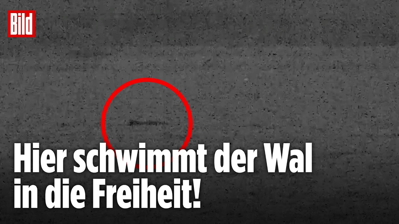 WISMAR: Gestrandeter Wal in der Ostsee ist wieder frei! Experten noch besorgt über Atlantik-Reise!