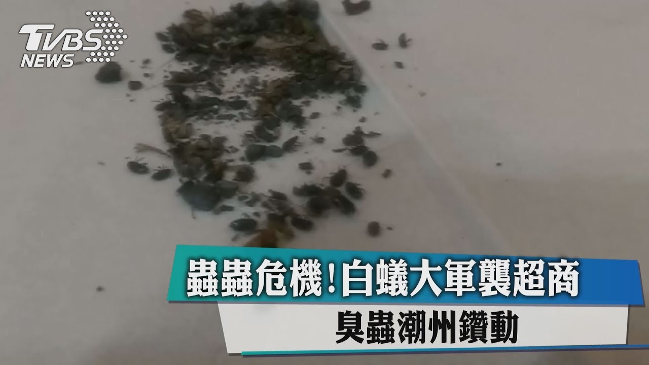 蟲蟲危機!白蟻大軍襲超商 臭蟲潮州鑽動