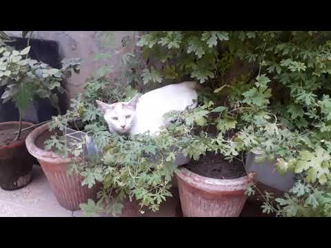 Cat in Little Garden (2)