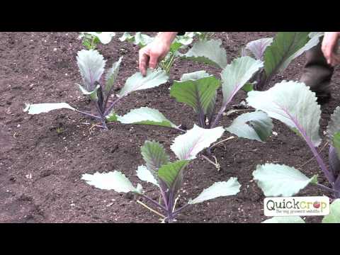 , title : 'How to Grow Cabbage - A Step by Step Guide'